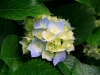 《开花》作者：西川